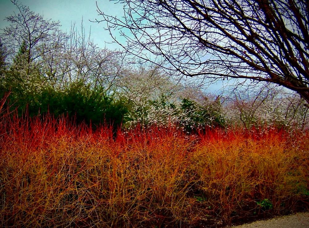 Dogwood runs along this pathway backed by snowberries and green conifers behind.