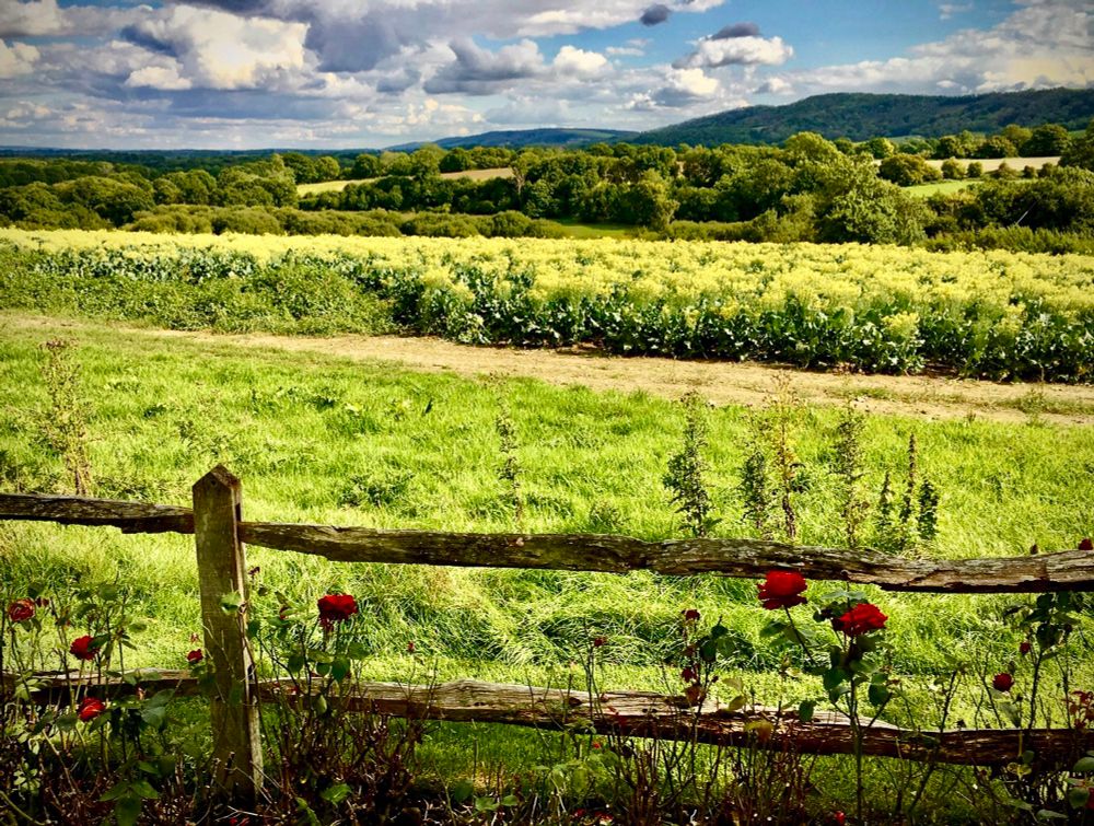 A rustic fence with red roses is in the foreground. A field of sprouting broccoli is beyond a grassy strip of land. Trees and fields lead up to the hills of the South Downs. The sky is blue with white and grey clouds.
“What is this life if full of care ,We have no time to stand and stare?” W.H.Davies is