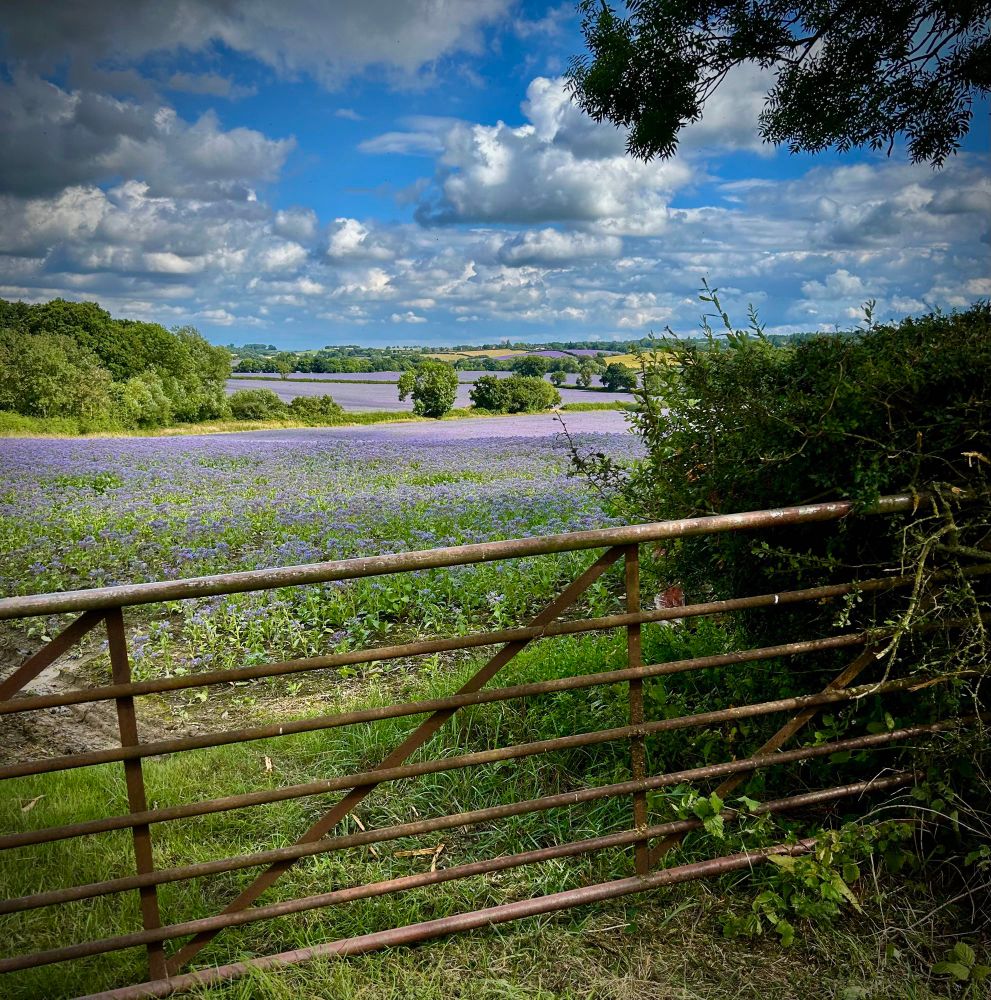 In the foreground is a rusty gate. Fields of lilac coloured borage are spreading into the distance. Hedgerows and trees divide the fields. In the distance on a gentle hill the fields appear a lime green colour. The blue sky has fluffy white and grey clouds casting shadows on the fields.