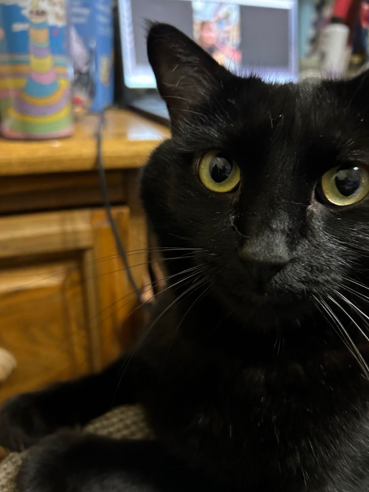 A black cat selfie staring into the camera while sitting on the lap of his owner while she is trying to update her website. 