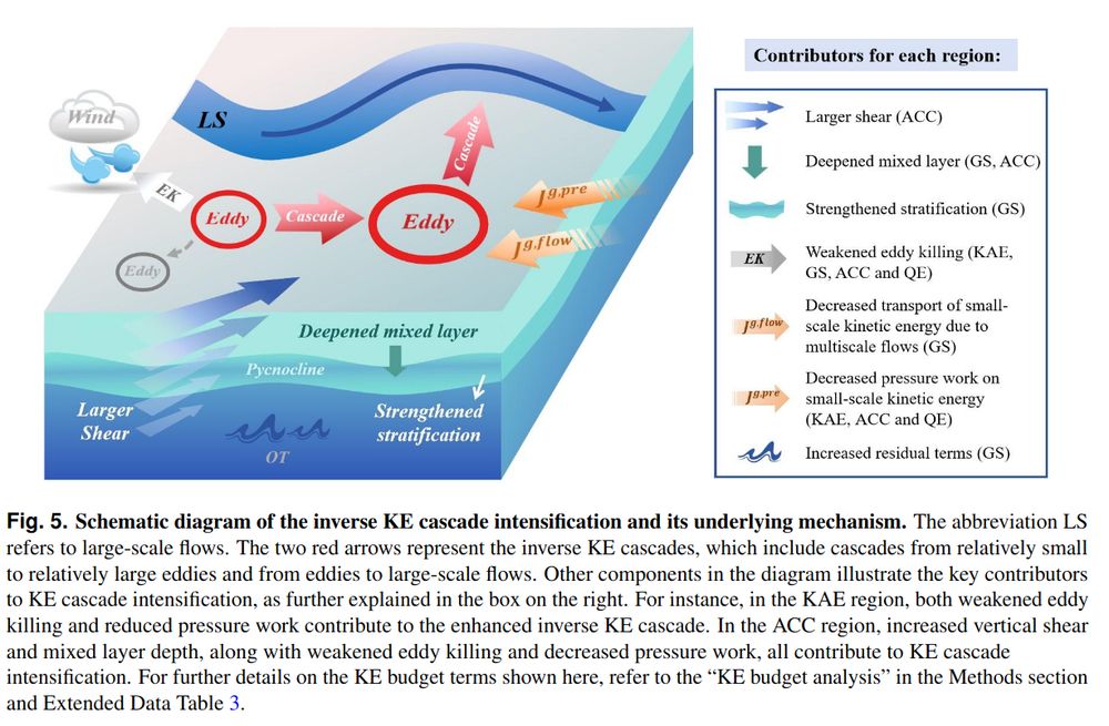 The intensification of inverse KE cascade we have observed has potentially significant climate implications. Our work
provides support for recent studies reporting the global acceleration of surface large-scale circulation7, 11. In most oceanic
regions, the intensified inverse KE cascade indicates a stronger transfer of KE from the mesoscale to larger scales (Fig. 1b and
Fig. 2), such as the gyre-scale at which the large-scale circulation dominates. Although being a mere fraction of energy source
compared to other sources such as the wind power input69, 70, 83, this increased mesoscale-to-gyre-scale KE transfer can lead
to a considerable speed-up of the gyre-scale ocean circulation in the future, owning to the spatial consistency and long-term
stability of gyre scales15. In addition, since mesoscale eddies generally originate from the large-scale circulation through
baroclinic and barotropic instabilities27, 83, the acceleration of ocean circulation could foster more eddy activities, promoting
the recently observed EKE strengthening9. This, in turn, would further enhance the upscale KE transfer from mesoscale to
larger scales. Therefore, the amplification of inverse KE cascade contributes to a feedback cycle involving changes in both
large-scale circulation and mesoscale currents. These oceanic changes, partially induced by climate change, would, in turn, feed
back on the Earth’s climatic system. For instance, alterations in the western boundary currents could affect their capacity to
transport heat from lower to higher latitudes, thereby influencing the global climate18, 20, 21; Changes in wind-driven circulation
and mesoscale eddy mixing could impact the ocean’s carbon sink22–26 , further altering atmospheric carbon levels

Intensification of Oceanic Inverse Energy Cascade Under Global Warming"; https://arxiv.org/pdf/2505.06327