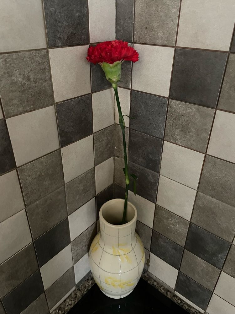 Carnation in a yellow vase
