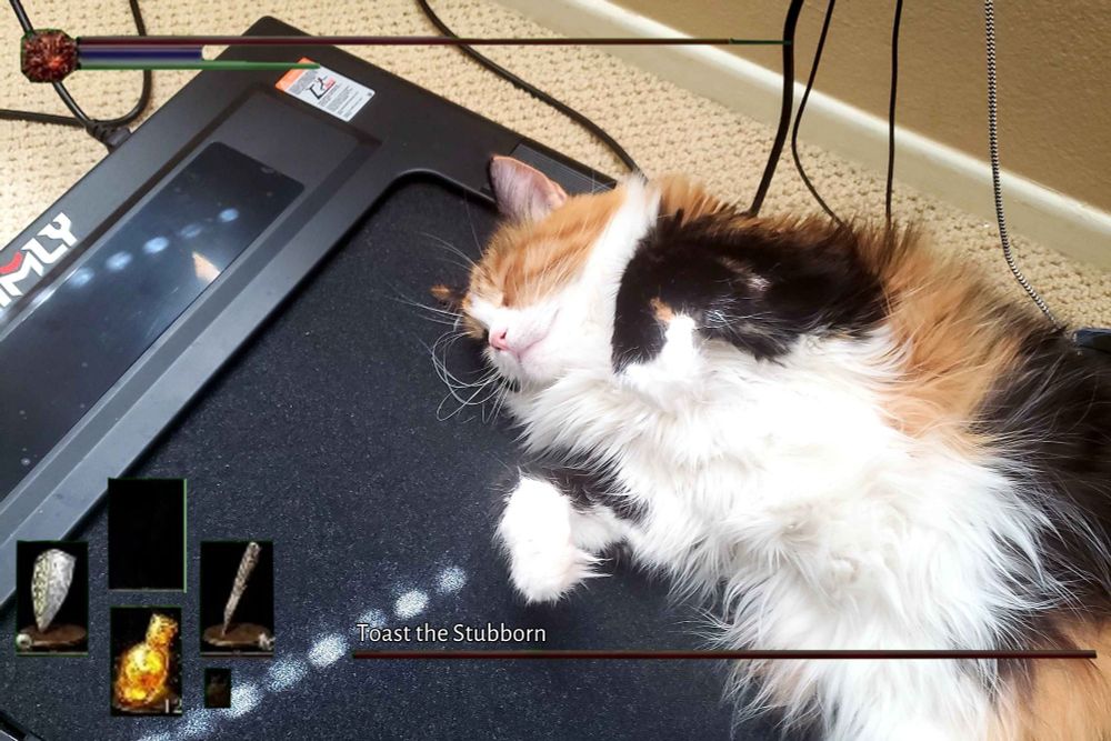toast the stubborn, laying on his treadmill throne