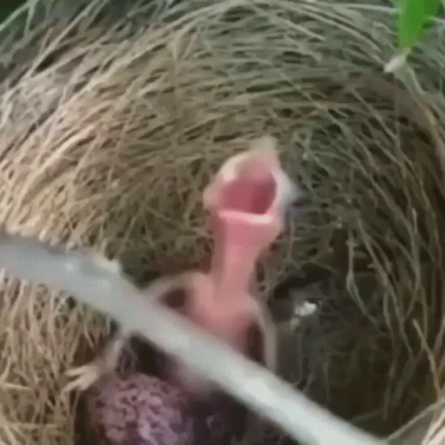 a baby bird is sitting in a nest with its mouth open