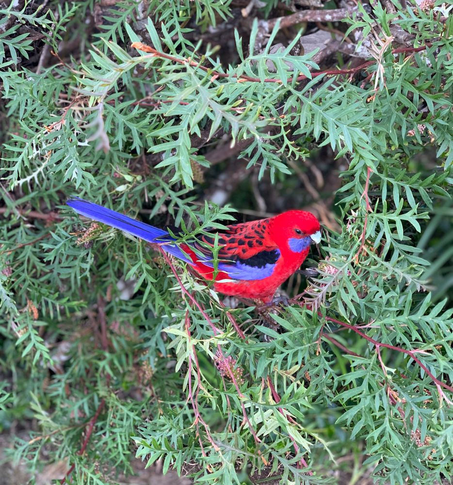 Vibrant crimson red and vivid blue parrot with black markings sitting in lacey grevillea foliage 