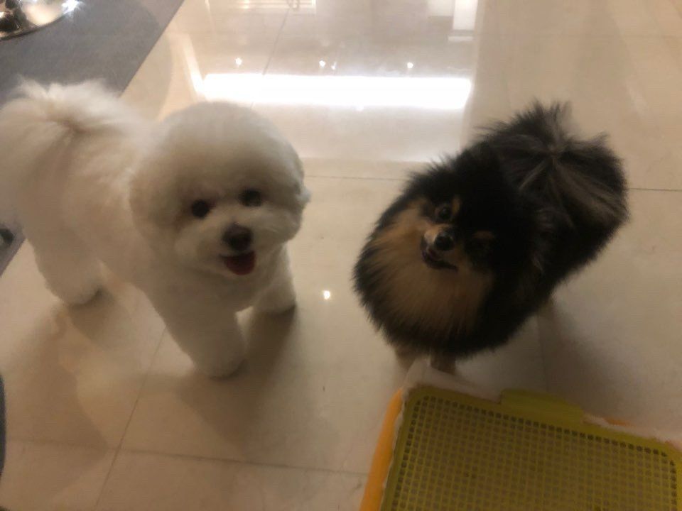 2 small breed dogs looking up at the camera and dog-smiling. Simba owned by Park Seojoon and Yeontan owned by Kim Taehyung. 