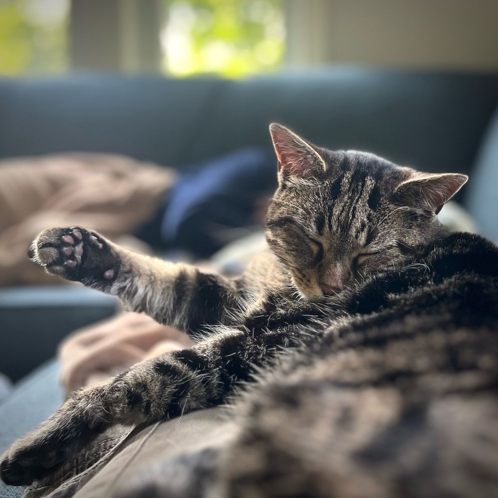 A tan and black tabby cat lying on a blue couch with its eyes closed in a happy expression and an outreached paw.