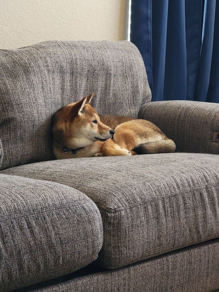 Blaidd the shiba inu laying on a couch. He is falling asleep.