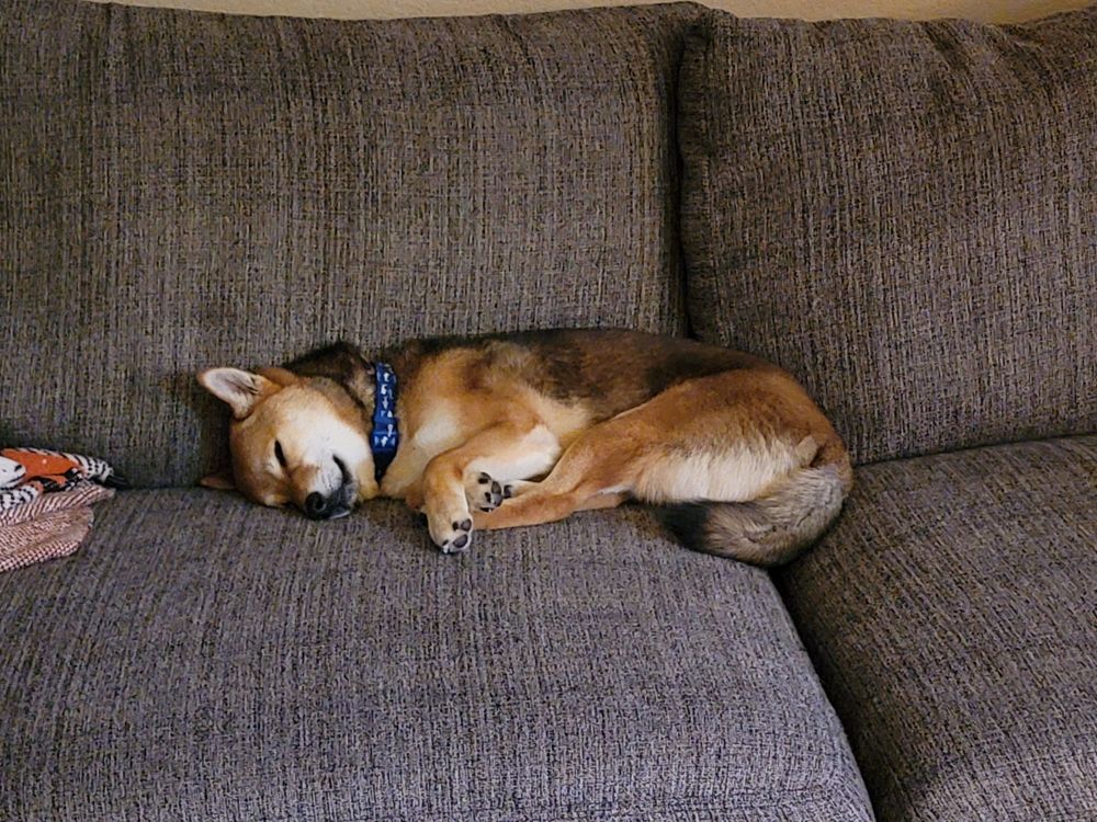 Blaidd the Shiba Inu sleeping on the couch. He is wearing a collar with sharks on it and he is very cute.