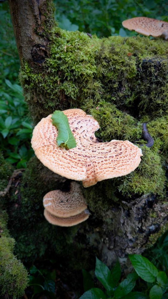 Close-up of a large, shelf-like Dryad's Saddle mushroom (Polyporus squamosus) growing on a moss-covered tree stump in a forest, with a green leaf resting on its cap.
