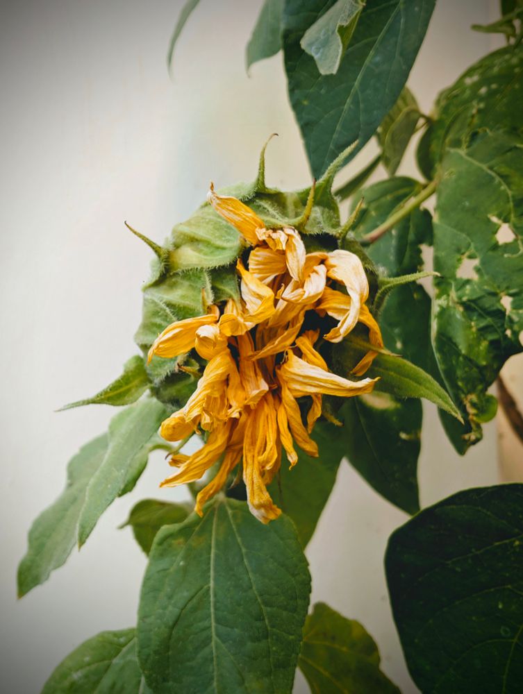 A close-up shot of a drooping, faded yellow sunflower with its petals wilting and curled, surrounded by large green leaves, against a blurry light background.