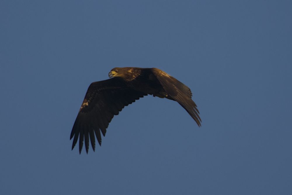 Juvenile white-tailed eagle (Haliaeetus albicilla) in flight against the slightly hazy, blue sky. Its wings on a downstroke