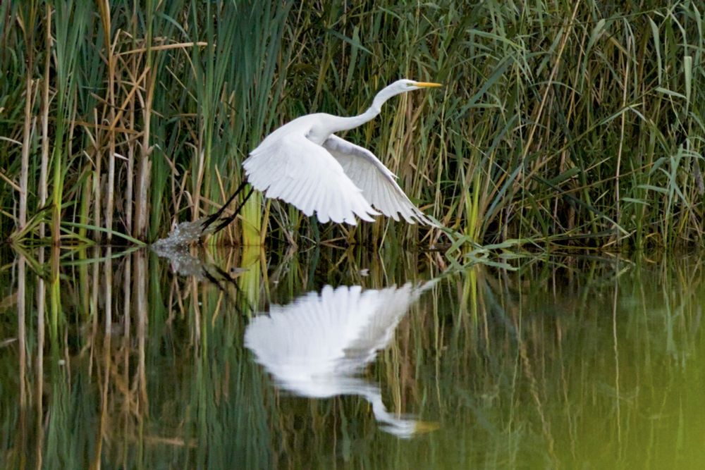 Great Egret (Ardea alba) taking off from its standing position in front of some reeds, both wings downwards and forkwards a splash of water trails from its legs as it clears the water. Beatifully reflected in the water.