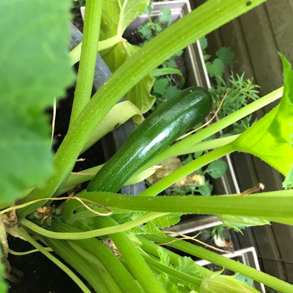 Zucchini in a garden