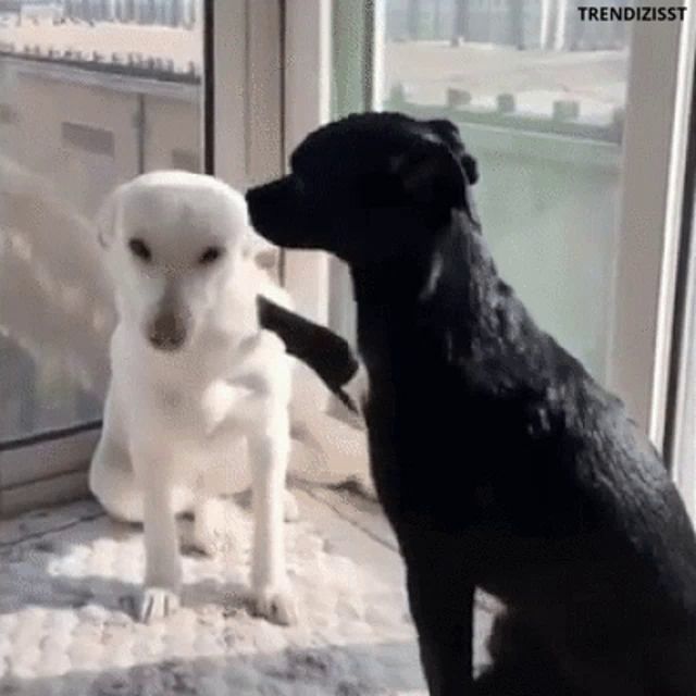 a black dog and a white dog are looking at each other .