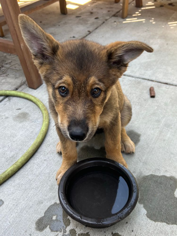Rusty the puppy sits behind a water bowl looking into camera 