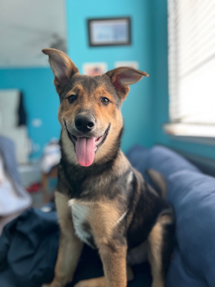 Finn sitting on a blue couch, smiling 