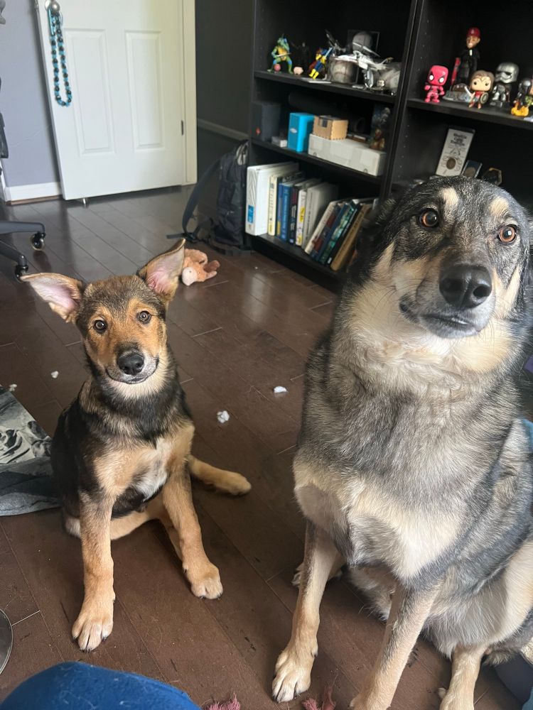 Mako and Finn sitting next to one another, looking at the camera 