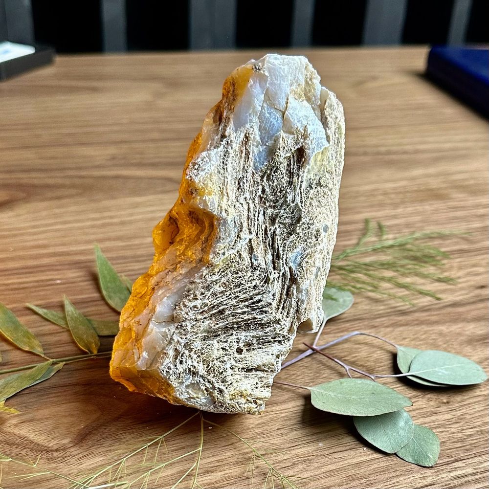 A chunk of Cretaceous petrified wood