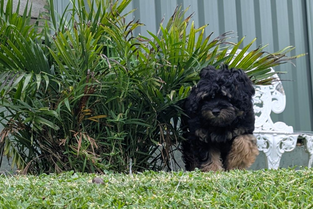 Cute photo of a black cavoodle puppy