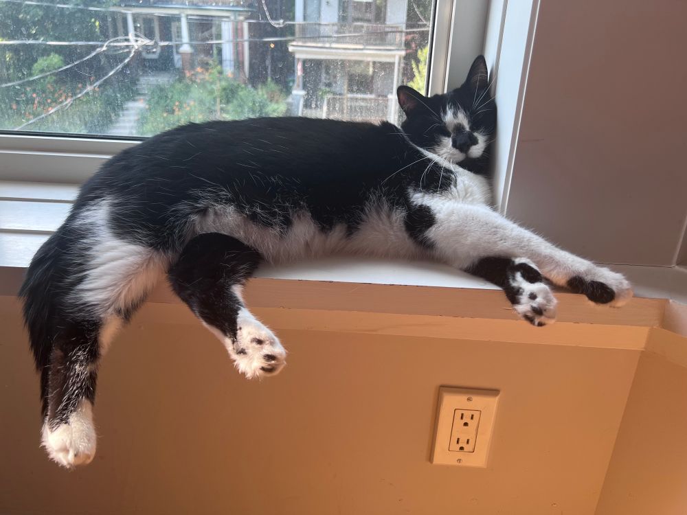 Tuxedo cat lying in a window sill. His head is propped against the side of the sill and looks very small compared to the rest of his body 