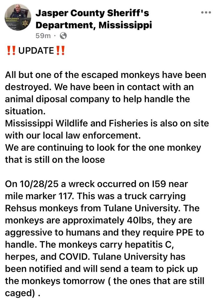 Tweet screen shot - "Jasper County Sheriff's Department, Mississippi
59m •
!! UPDATE!!
All but one of the escaped monkeys have been destroyed. We have been in contact with an animal diposal company to help handle the situation.
Mississippi Wildlife and Fisheries is also on site with our local law enforcement.
We are continuing to look for the one monkey that is still on the loose
On 10/28/25 a wreck occurred on 159 near mile marker 117. This was a truck carrying Rehsus monkeys from Tulane University. The monkeys are approximately 40lbs, they are aggressive to humans and they require PPE to handle. The monkeys carry hepatitis C, herpes, and COVID. Tulane University has been notified and will send a team to pick up the monkeys tomorrow ( the ones that are still caged) ."