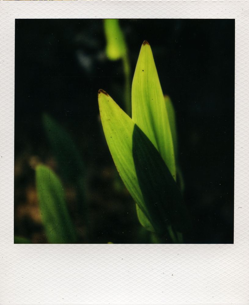 Two green lanceolate leaves backlit are crossing over each other, creating a pleasing light/ shadow contrast.