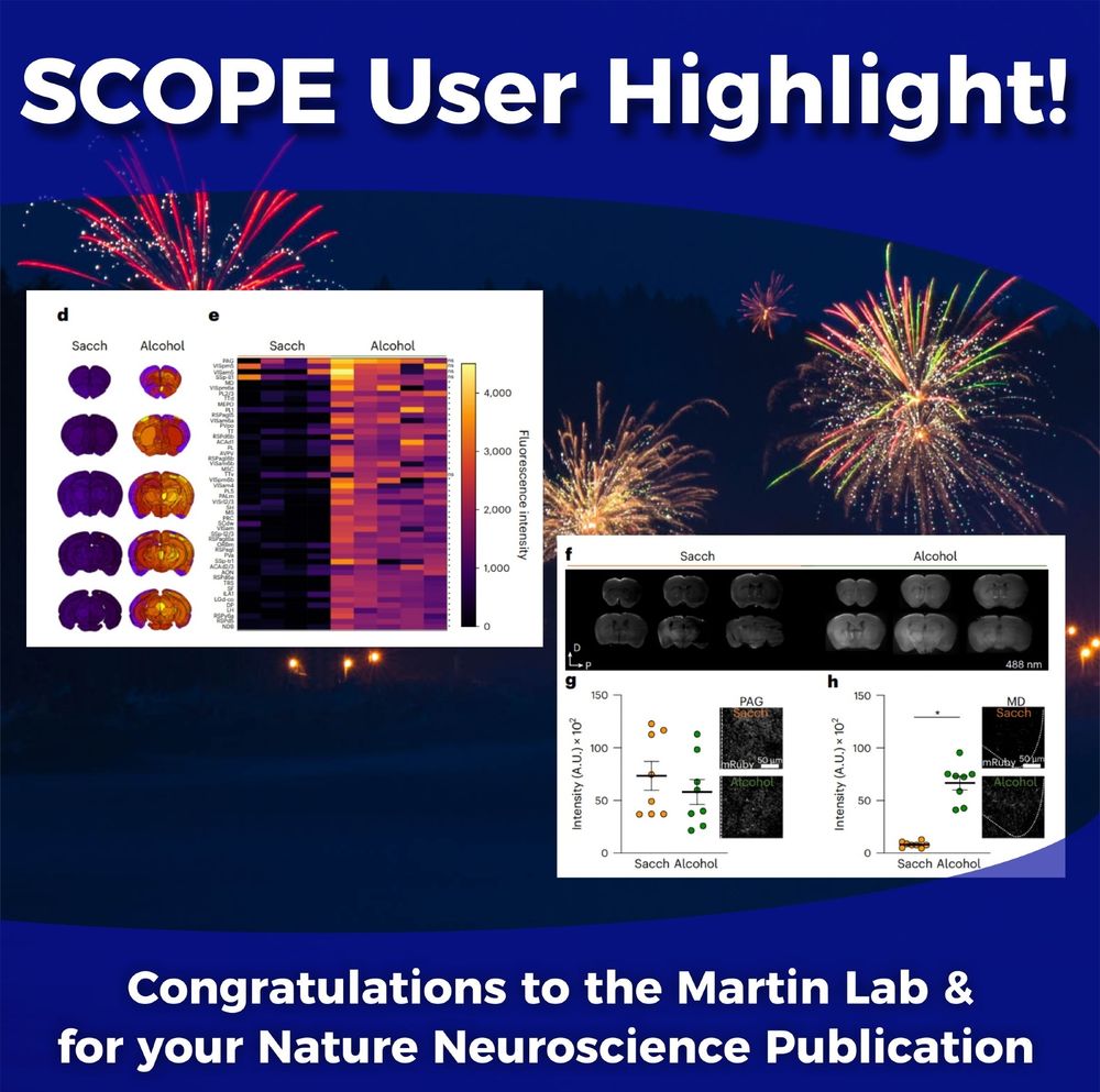 Figure 6 images of light sheet microscopy and corresponding data analysis 