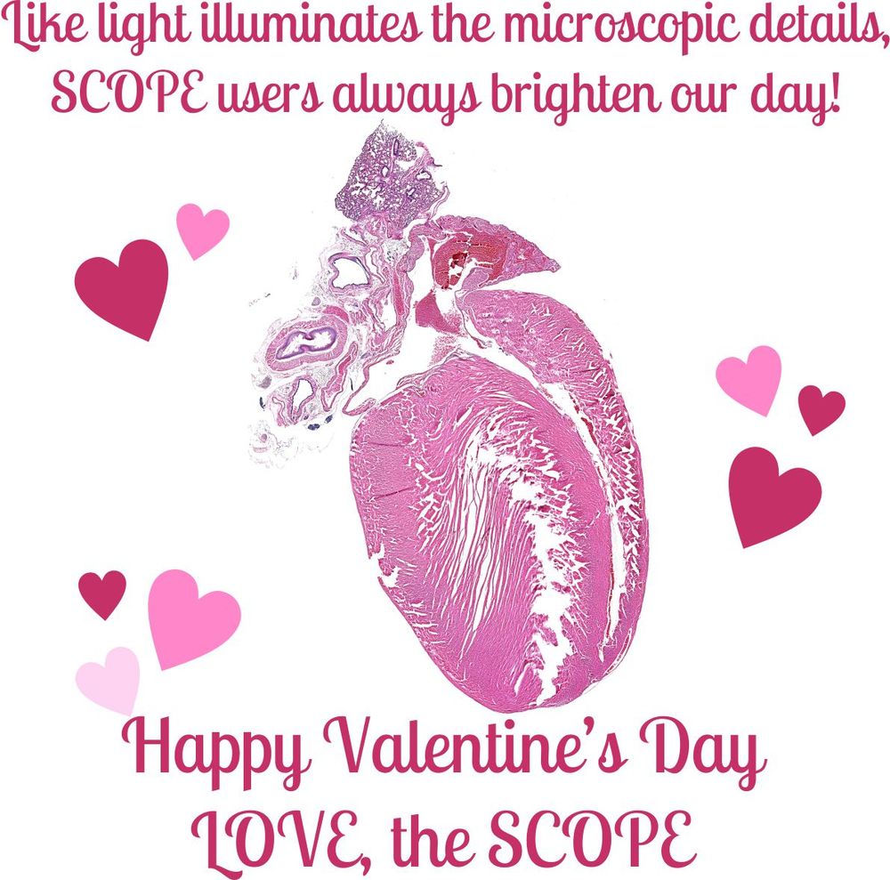 Microscopy image of a heart stained with H&E. Text reads "Like light illuminates the microscopic details, SCOPE users always brighten our day!" at the top. With the test "Happy Valentine's Day. Love, the SCOPE" at the bottom. Everything is surrounded by heart icons in multiple shades of pink