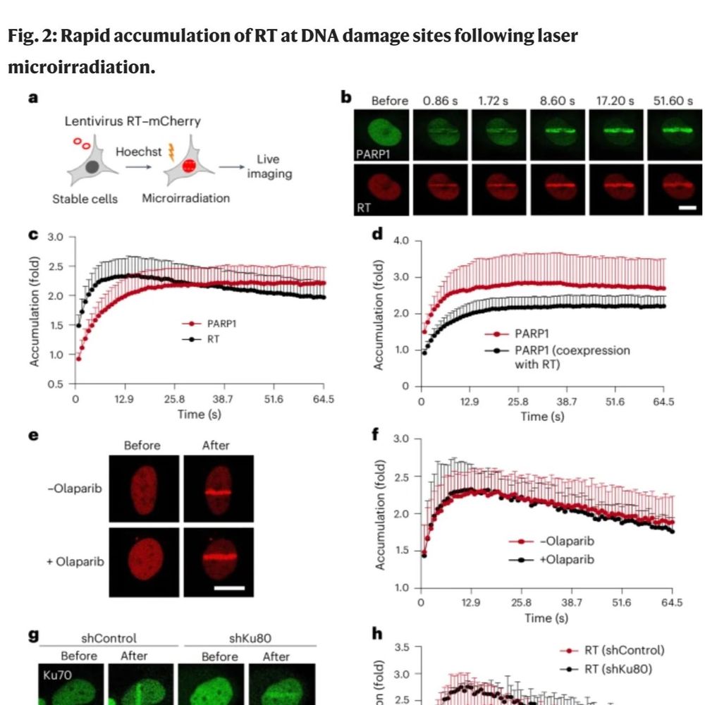 Screenshot of Figure 2 from the publication in nature biotechnology which shows the microscopy images taken on the Leica Stellaris 8 in the SCOPE facility and graphs of the quantification done