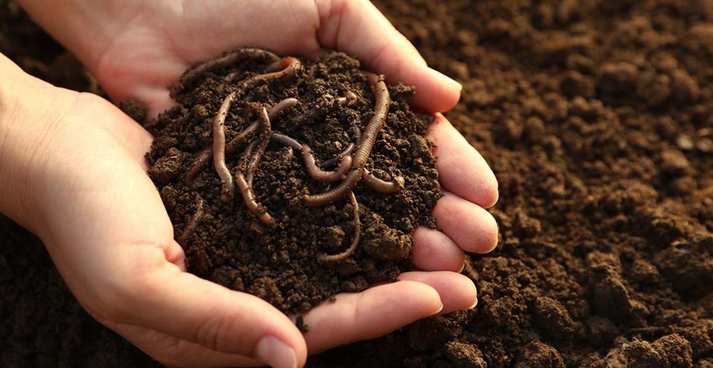 Organic compost and diverse gardens are best for the UK’s earthworms