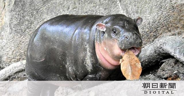 「世界3大珍獣」コビトカバの赤ちゃん、人気沸騰　タイの動物園：朝日新聞デジタル