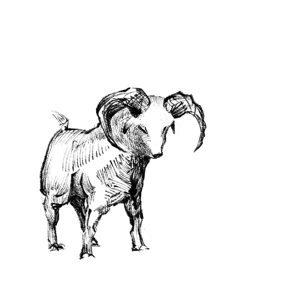 A ram drawing in black lineart 