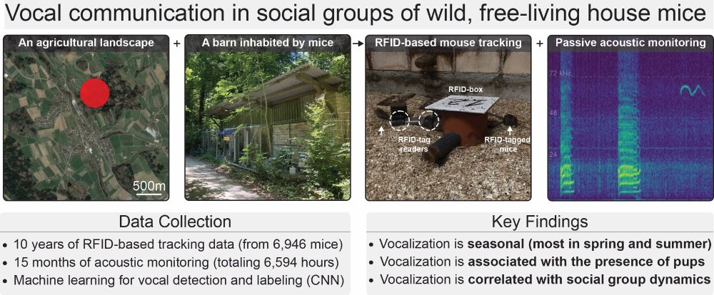 Graphical abstract for "Vocal communication is seasonal in social groups of wild, free-living house mice."

The abstract has, from top to bottom, a title, four middle image panels, and two bottom text panels.

Image title: "Vocal communication in social groups of wild-free living house mice"

Middle image panels from left to right: (1) An aerial snap shot of the region where the study site is located, an agricultural landscape in rural Switzerland. (2) An image of the study site, a small barn in the forest inhabited by mice. (3) An image of a radio frequency identification (RFID) box used to track mouse social interactions. A mouse is entering the box from the left while another sits outside. (4) A spectrogram showing example vocalizations - one low frequency squeak and one ultrasonic call - recorded from an RFID box.

Bottom panels:
Left: Data Collection 
- 10 years of RFID-based tracking data (from 6,946 mice)
- 15 months of acoustic monitoring (totaling 6,594 hours)
- Machine learning for vocal detection and labeling (CNN)

Right: Key Findings
- Vocalization is seasonal (most in spring and summer)
- Vocalization is associated with the presence of pups
- Vocalization is correlated with social group dynamics