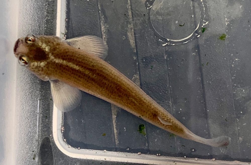 Single newborn 3” four eyed fish - grey brown with a white dorsal stripe in a shoebox. Note the iris grows tendrils that meet in the middle forming two pupils in each eye - already fully formed at birth. 