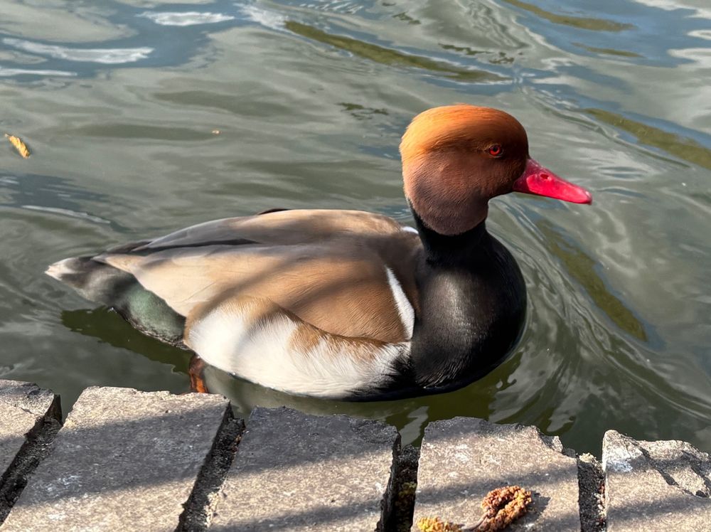red crested pochard looking fly as hell