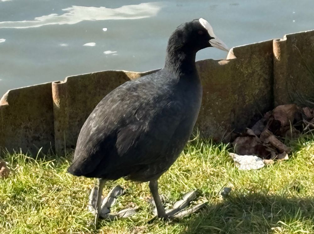 a coot
