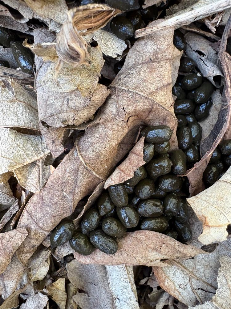 dead leaves covered in what appear to be relatively fresh deer droppings. shiny, olive-black. the deer didn’t even bag them and put them in a bin