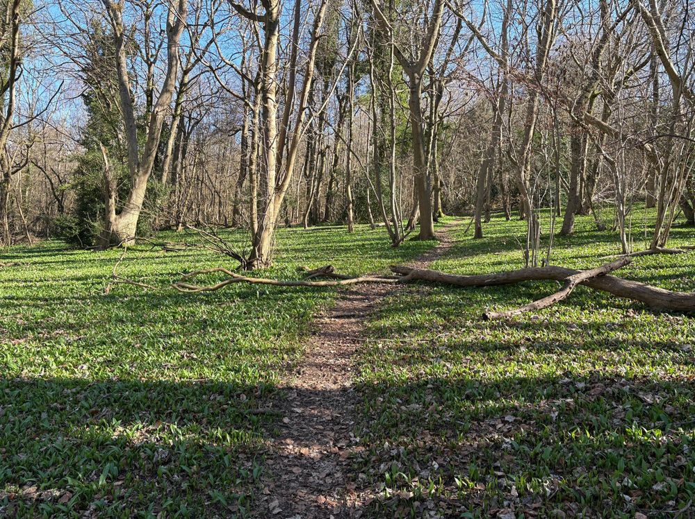dead leaves cut a path through a woodland floor carpeted in green by leaves of wild garlic shooting up from the ground