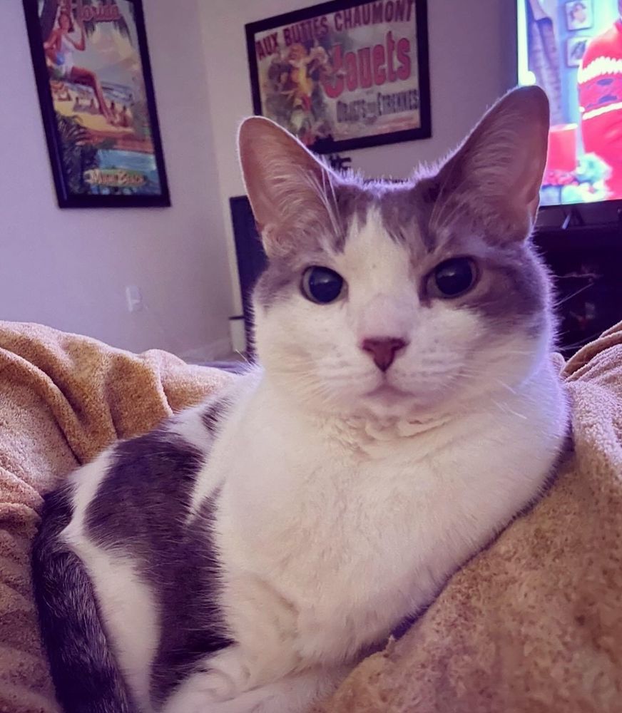 My sweet cat Navi and her cute little owl face!