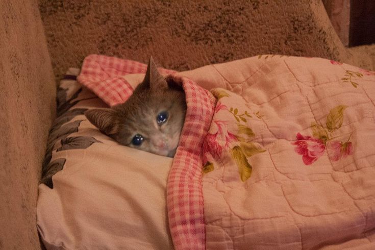 photoshopped image of a cat cozied up in bed crying 
