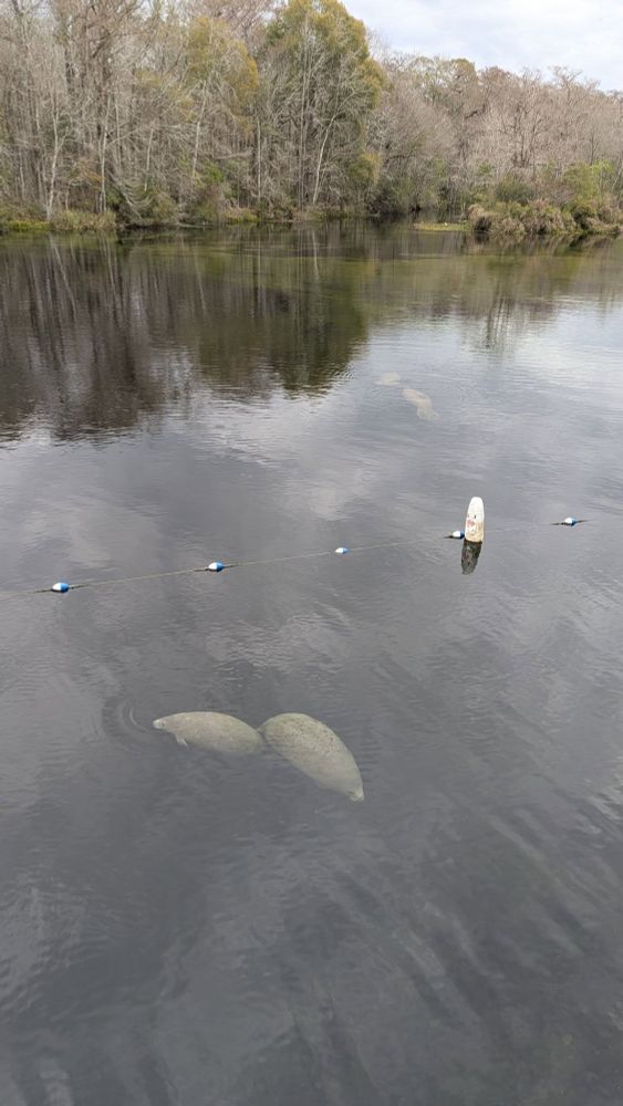 A view of the headwaters of the Wakulla River, with 4 manatees. Two are inside the roped-off swimming area and two are further back, with a backdrop of clear shallow river and overhanging trees.