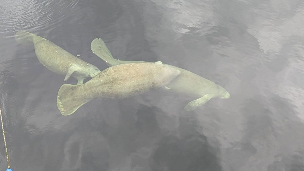 Manatee courtship. Two adults (presumed male) are following a larger adult as she swims directly below the camera.