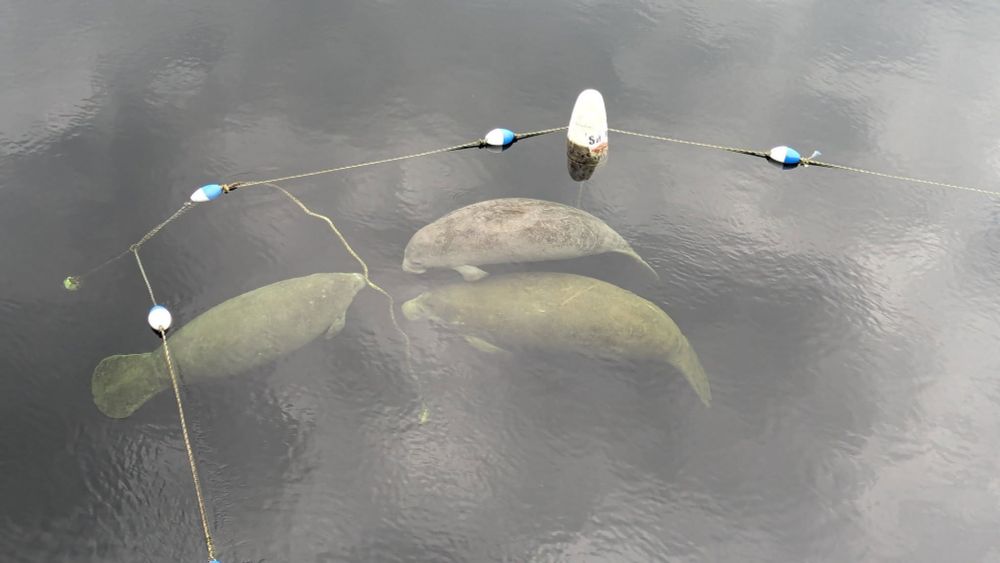Three adult manatees float just inside the swimming area, jointly staring at a rope for no obvious reason.