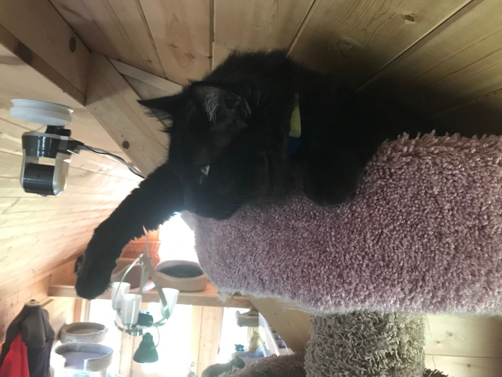 Hagrid, a long hair huge cat barely fitting in the top of the kitty tower, arm hanging over the edge.