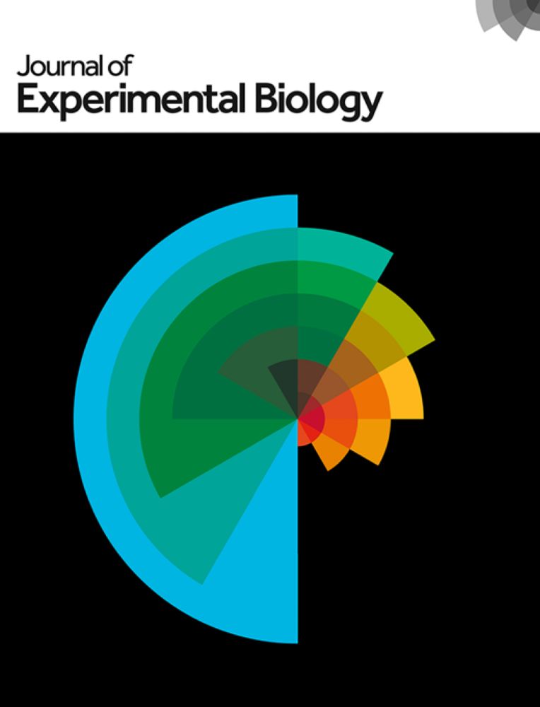 Biphasic burrowing in Atlantic hagfish (Myxine limosa)