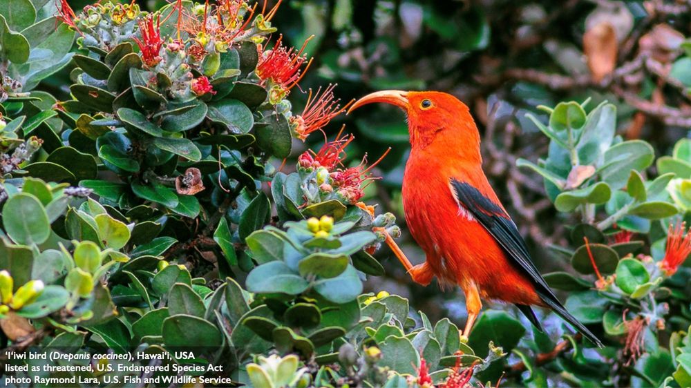 ʻIʻiwi bird (Drepanis coccinea), Hawai‘i, USA, listed as threatened, U.S. Endangered Species Act; photo Raymond Lara, U.S. Fish and Wildlife Service