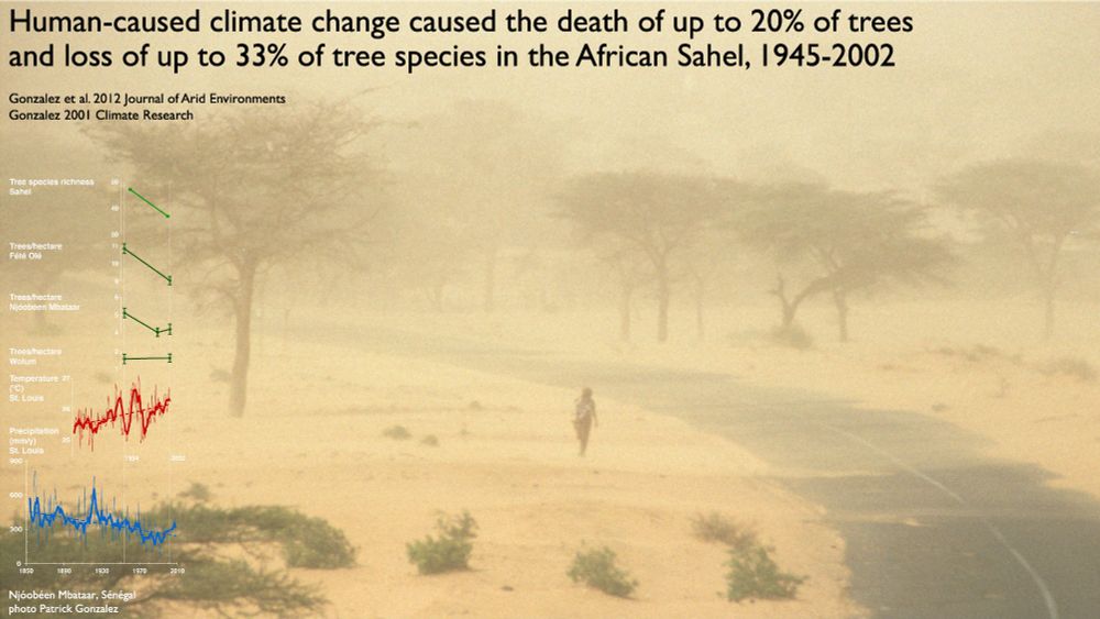 Tree mortality, Sénégal, West Africa, photo Patrick Gonzalez