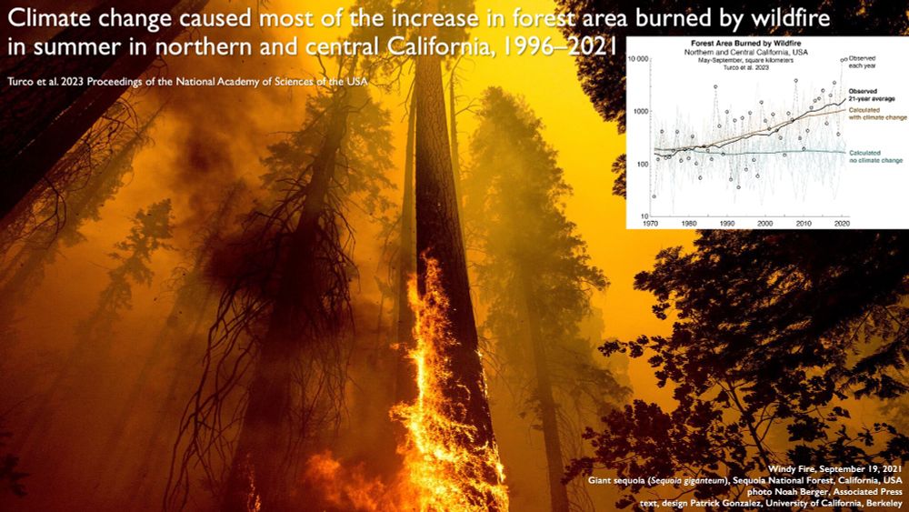 Windy Fire; September 19, 2021; Giant sequoia (Sequoia giganteum), California, USA; photo Noah Berger, Associated Press; text, design, Patrick Gonzalez, University of California, Berkeley
