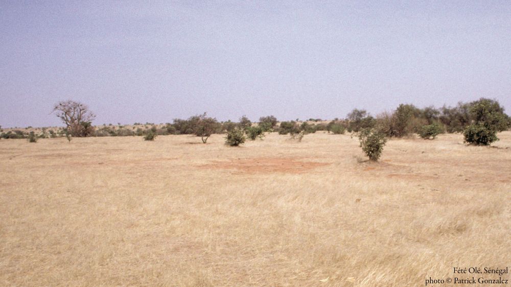 Fété Olé, Sénégal, savanna with sparse tree regeneration in the foreground, large baobab tree (Adansonia digitata) in the background. Photo Patrick Gonzalez
